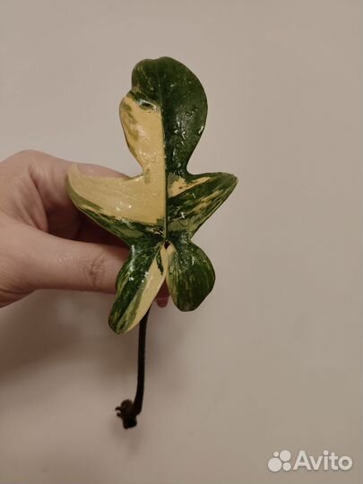 Филодендрон магическая маска