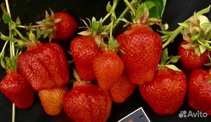 Саженцы клубники Александра