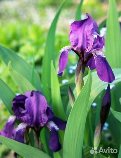 Ирисы