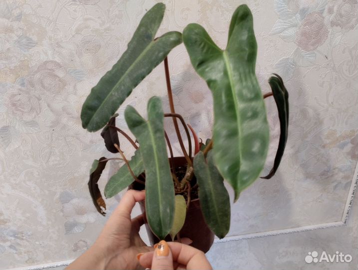 Филодендрон Биллитау и Замиокульуас равен