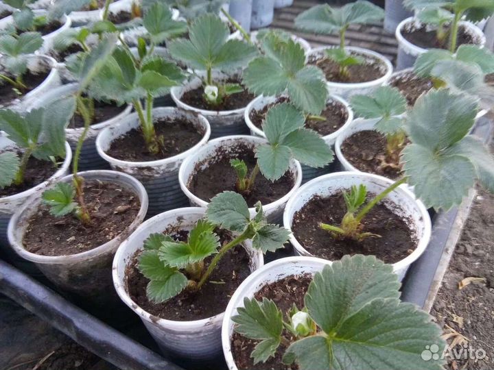 Рассада клубники и земляники безусой ремонтантой