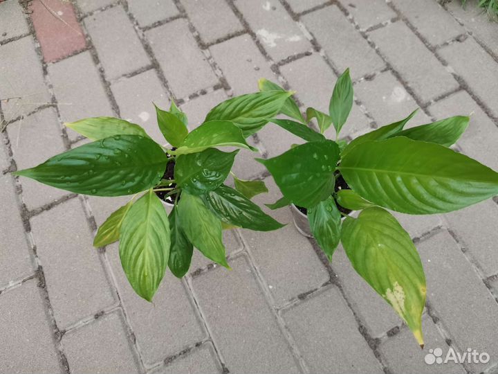 Спатифиллум