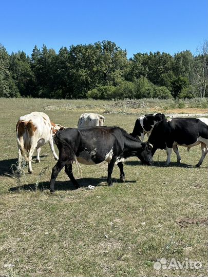 Продажа Коров