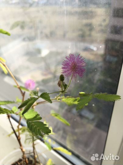 Мимоза стыдливая