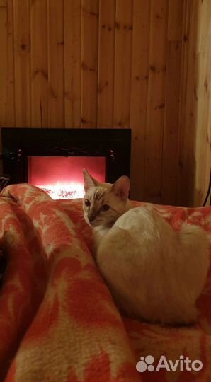 Бенгальский котенок в ответственные руки