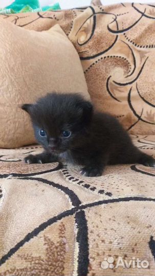 Котятки в добрые руки