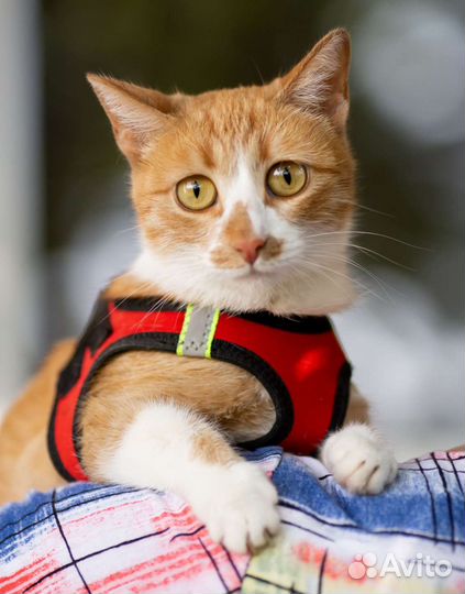 Кошечка Марта