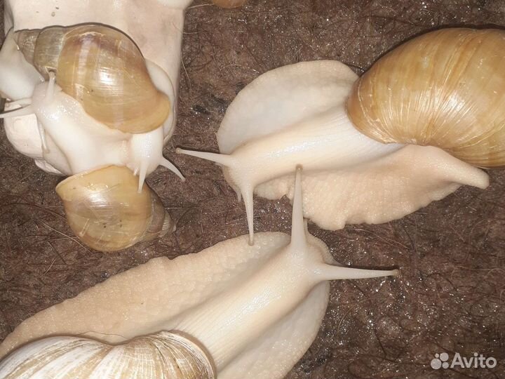 Ахатины альбиносы