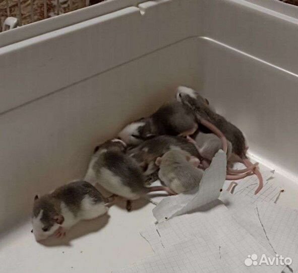 Крыски Дамбо