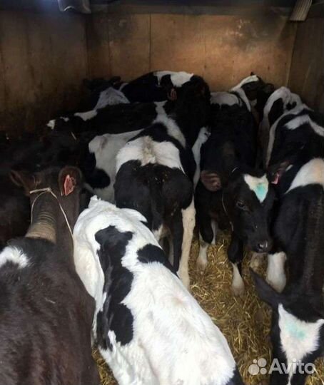 Телята бычки