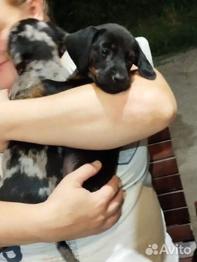 Щенок девочка