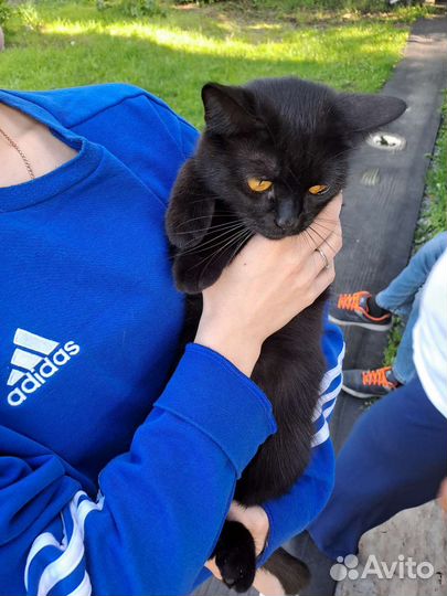 Британская