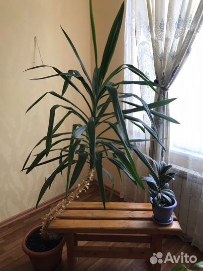 Юкка,монстера,фикус