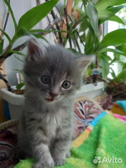 Котенок 2 мес девочка