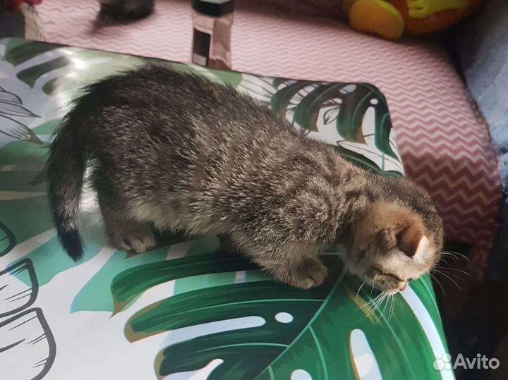 Вислоухие котята в дар