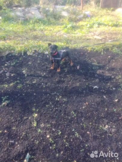 Вязка. ягтерьер