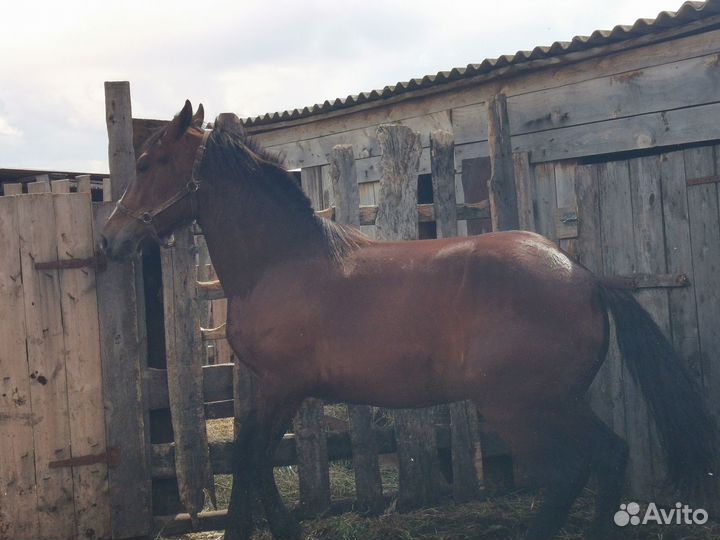 Продам кобылу и кобылу с жеребенком