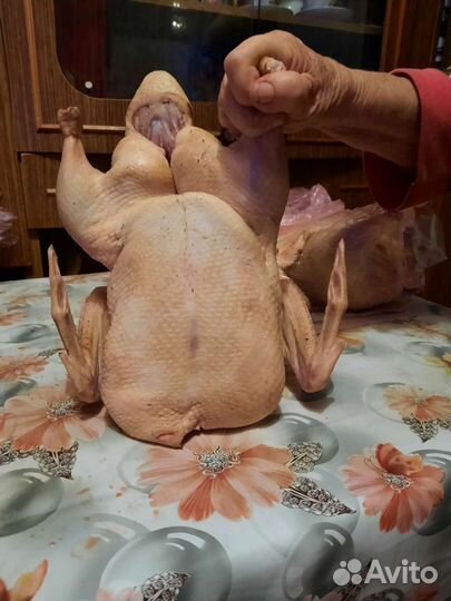 Утка домашняя Мясо утки Индейка Фазан