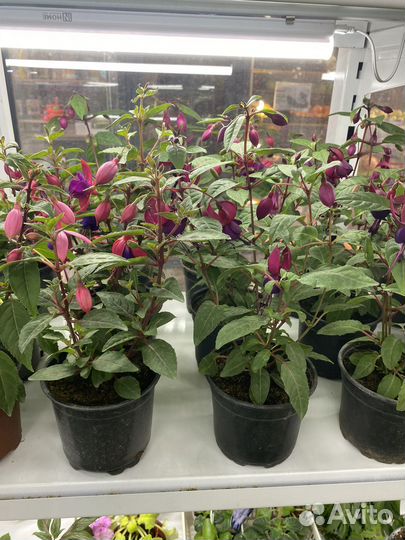 Комнатные цветы фуксия