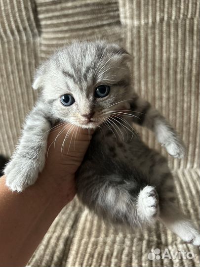 Шотландские котята 