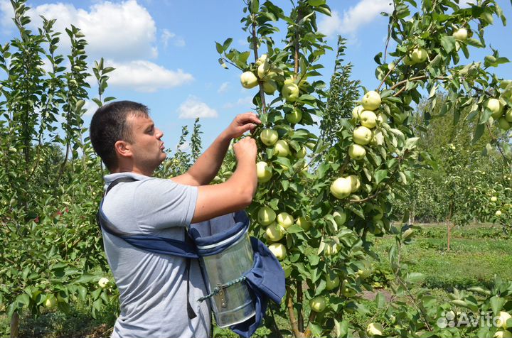 Разнорабочие сбор яблок в Липецкой обл 2500-5000