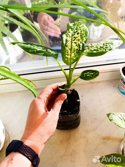 Диффенбахия