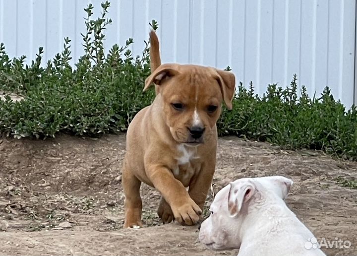 Щенки Стаффордширского бультерьера