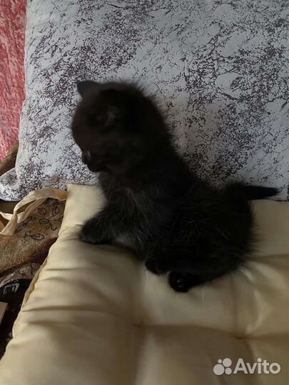 Британская кошка