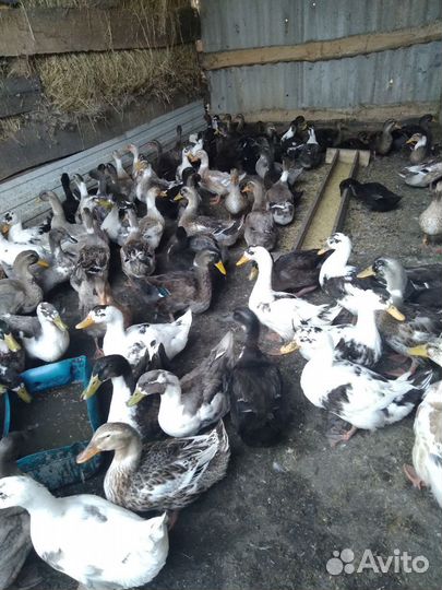 Утка домашняя