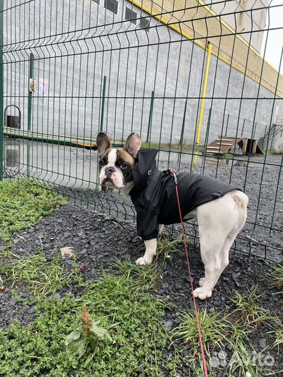 Дождевик для собак 35 размер