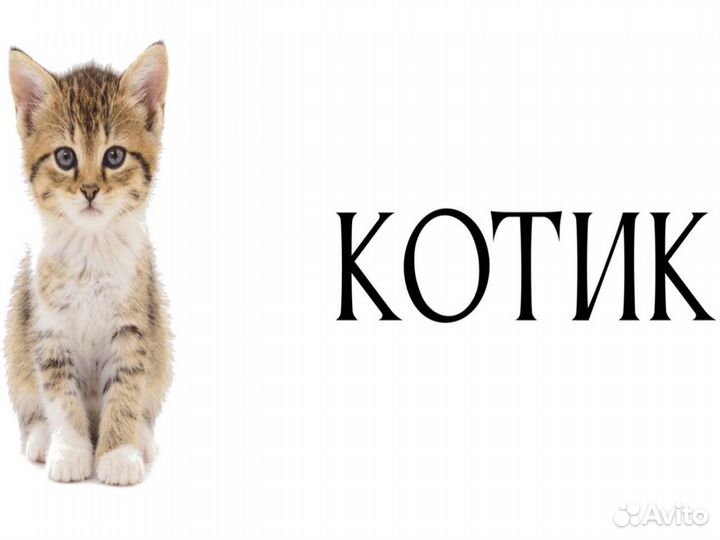 Котик добрый