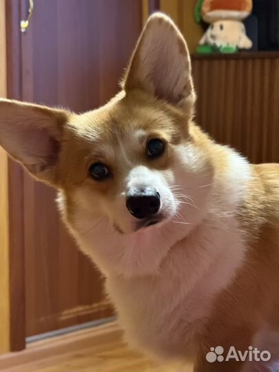 Вельш-корги пемброк вязка