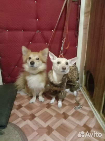 Собака