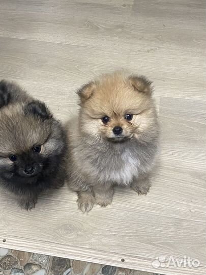 Щенки шпица