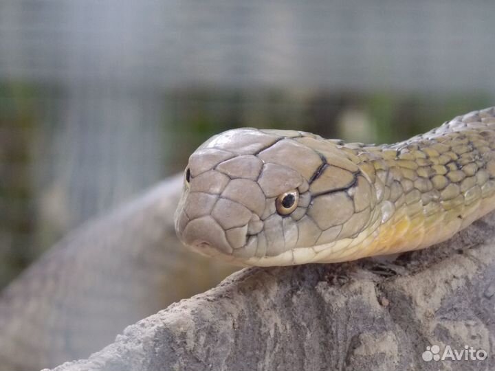 Продам цифровой фотоаппарат nikon