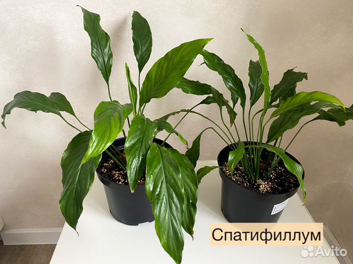 Комнатные цветы диффенбахия сингониум драцена