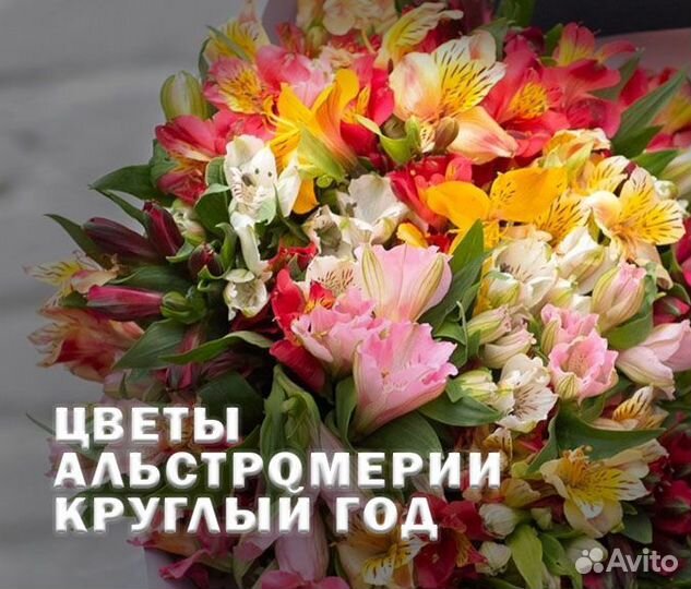 Доставка цветов / Хризантема / Бигуди / Букет