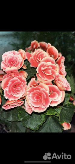 Цветыразые