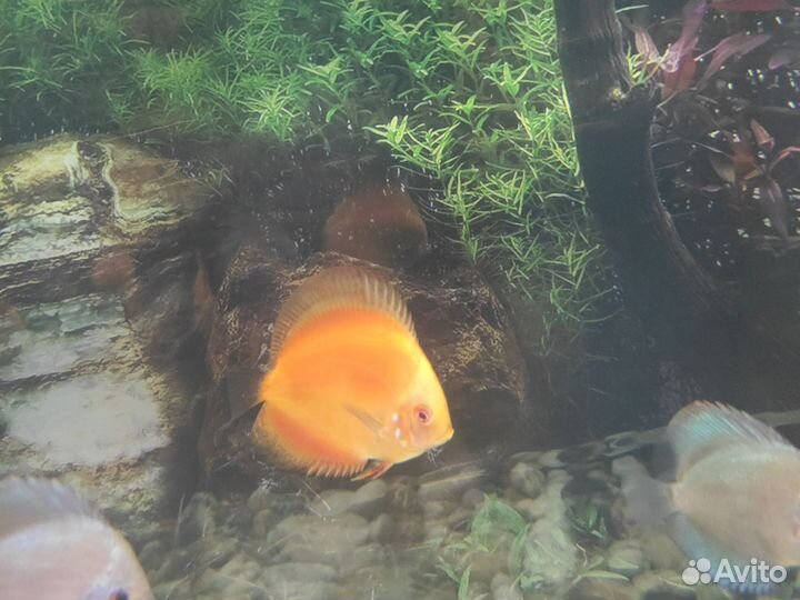 Дискусы рыбки