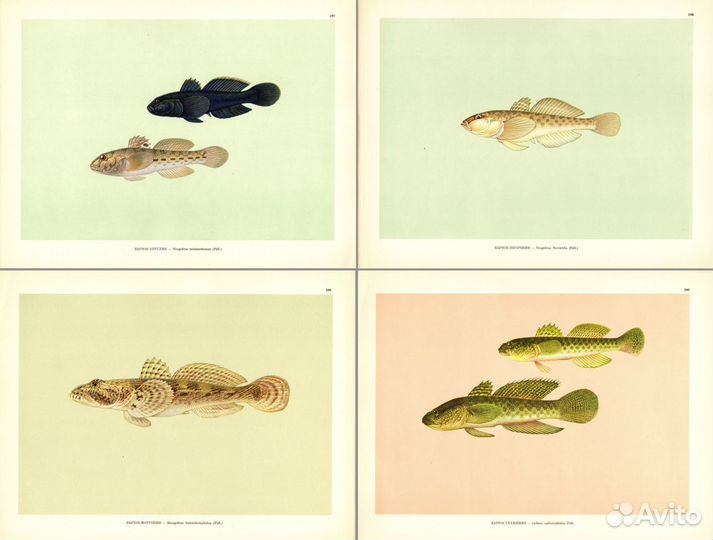 Литографии. Большие. Рыбы. Часть 3