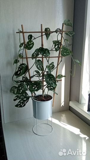 Монстера манки