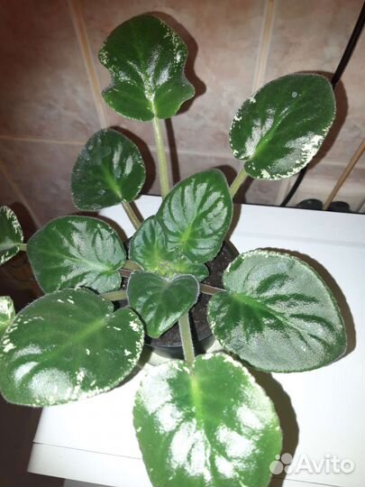 Фиалка ле Голубой лотос стартер