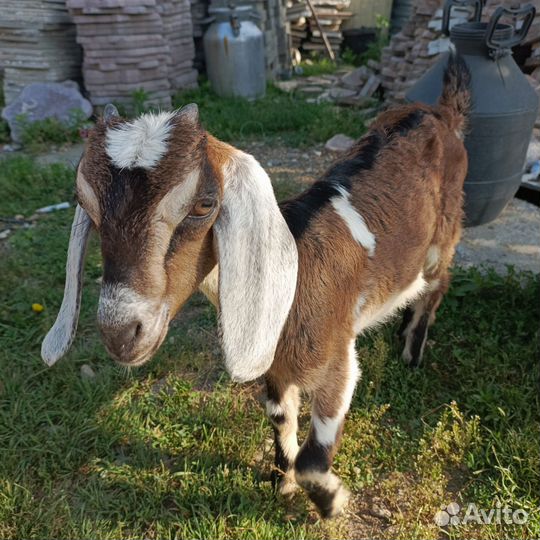 Коза нубийская