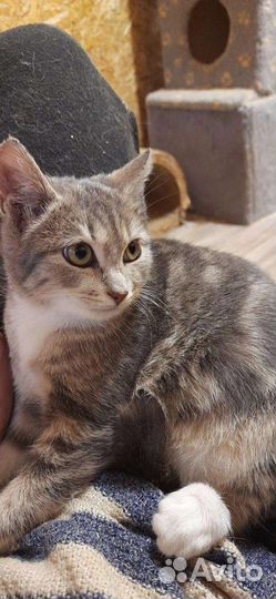 Милая кошечка Гита ищет родителей