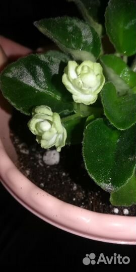 Набор фиалок-трейлеров