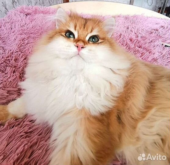 Брит кот BLH ny 12 в разведение золотая шиншилла