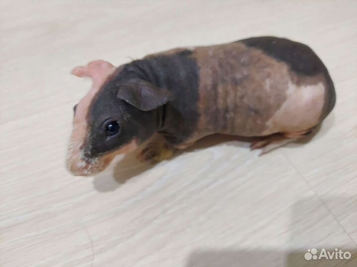 Морская свинка скинни