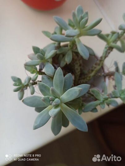 Суккуленты