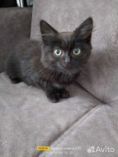 Котята