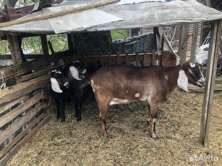 Коза дойная